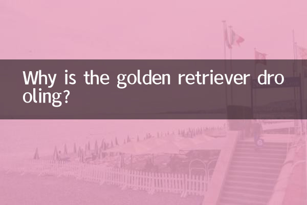 Perché il Golden Retriever sbava?