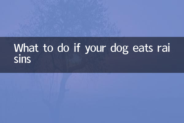 개가 건포도를 먹으면 어떻게 해야 할까요?