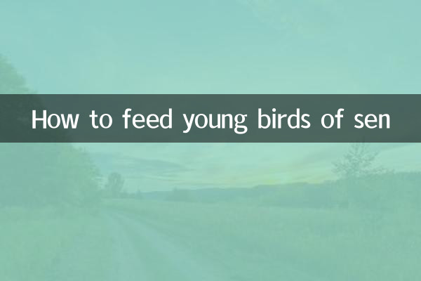 How to feed young birds of sen