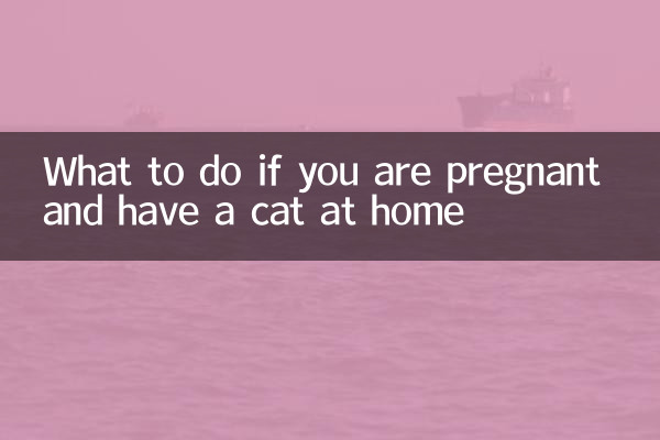O que fazer se estiver grávida e tiver um gato em casa