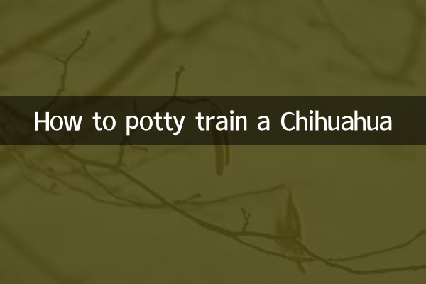 How to potty train a Chihuahua