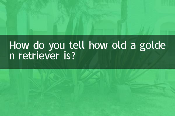 कैसे बताएं कि गोल्डन रिट्रीवर की उम्र कितनी है?