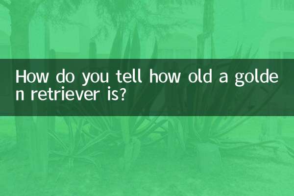 कैसे बताएं कि गोल्डन रिट्रीवर की उम्र कितनी है?