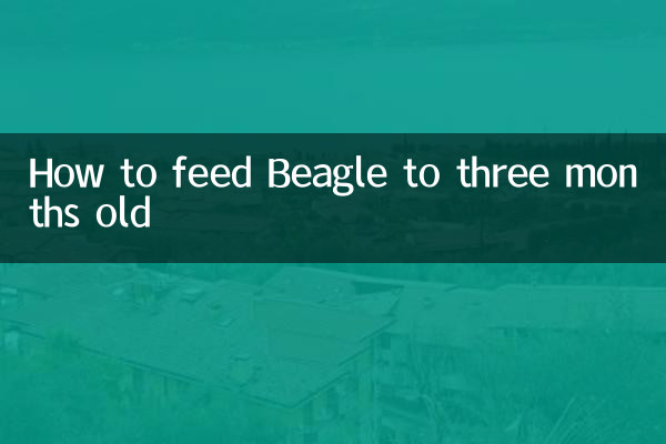 Cómo alimentar a un Beagle hasta los tres meses