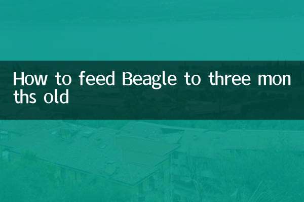Come dare da mangiare al Beagle fino a tre mesi