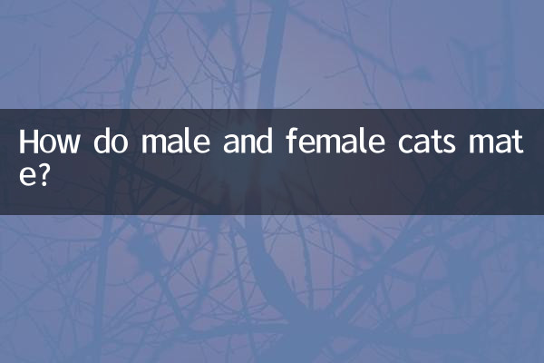 گربه های نر و ماده چگونه جفت می شوند؟