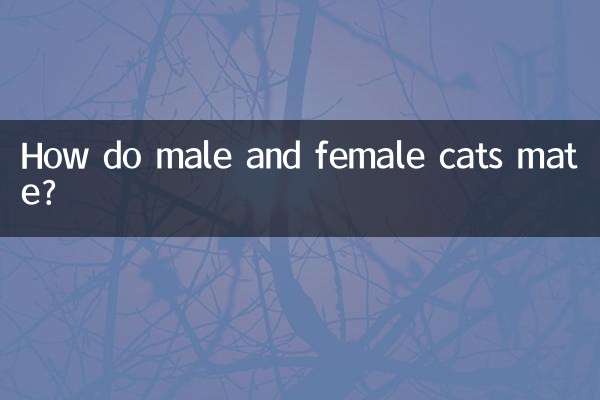 公猫和母猫怎么交配