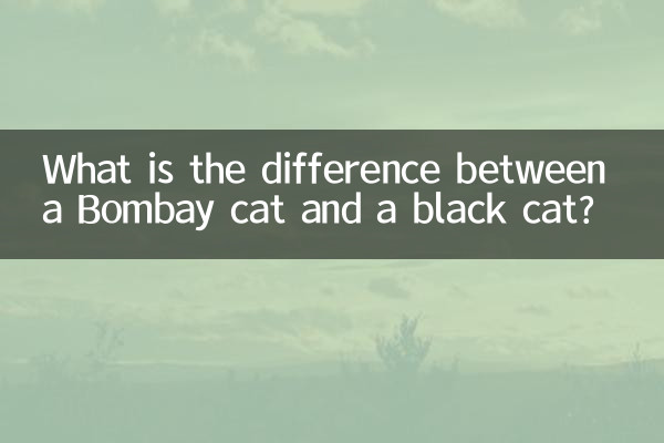 تفاوت گربه بمبئی با گربه سیاه چیست؟