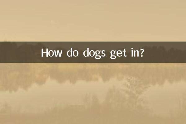 Wie kommen Hunde rein?