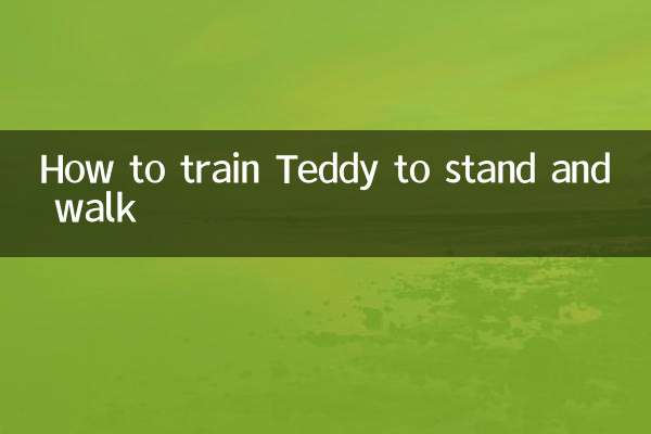 怎麼訓練泰迪站著走路