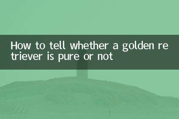 چگونه تشخیص دهیم که گلدن رتریور خالص است یا نه؟
