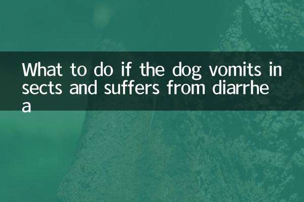What to do if the dog vomits insects and suffers from diarrhea