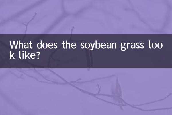 Che aspetto ha l'erba di soia?