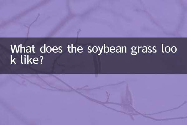 Che aspetto ha l'erba di soia?