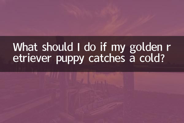 O que devo fazer se meu cachorrinho golden retriever pegar um resfriado?