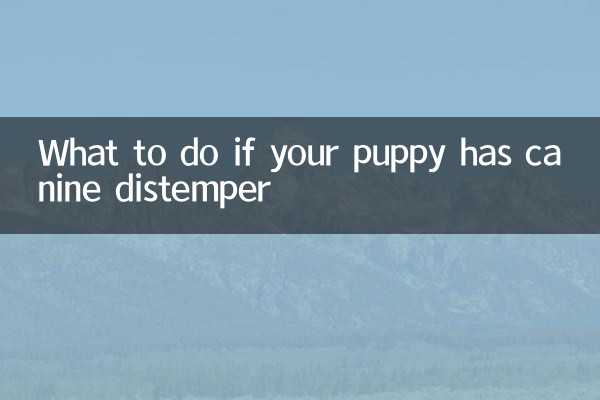 What to do if your puppy has canine distemper