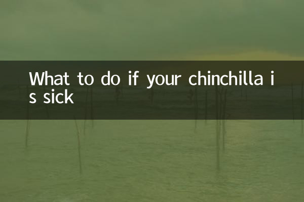 Что делать, если шиншилла заболела