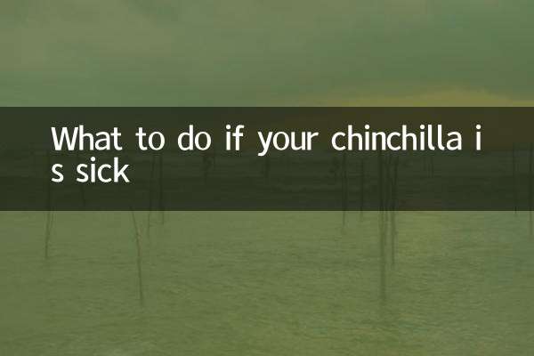 Что делать, если шиншилла заболела