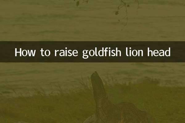 Cómo levantar la cabeza de un león pez dorado