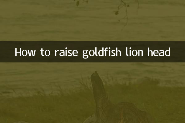 Cómo levantar la cabeza de un león pez dorado