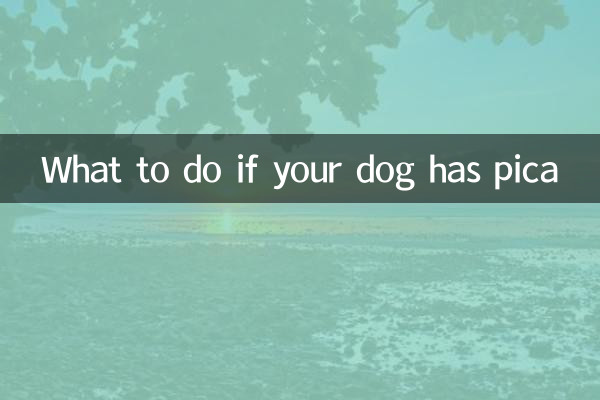 개가 이식증에 걸린 경우 해야 할 일