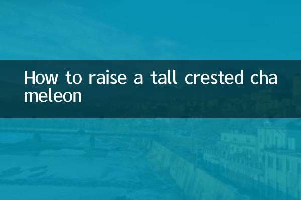 Как вырастить высокого хохлатого хамелеона