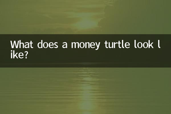 What does a money turtle look like?