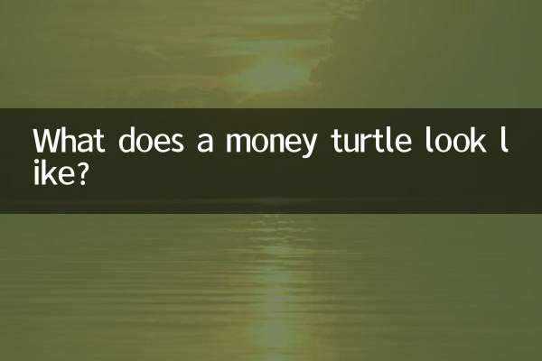 Wie sieht eine Geldschildkröte aus?