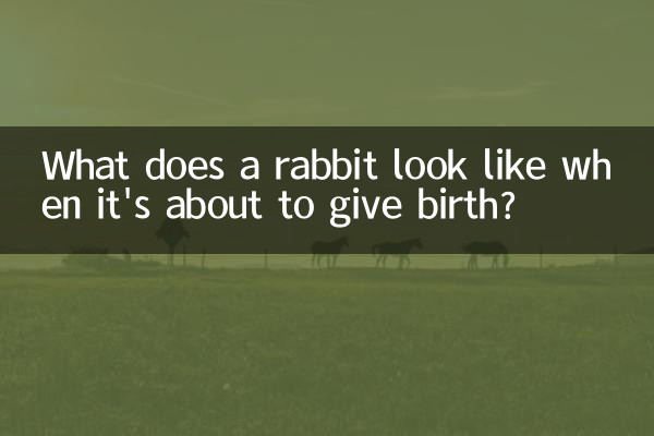 À quoi ressemble une lapine lorsqu’elle est sur le point de mettre bas ?