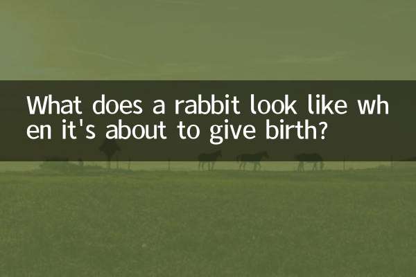 うさぎが出産するときはどんな様子ですか？