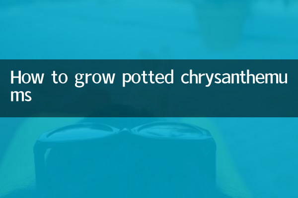Как вырастить хризантемы в горшках