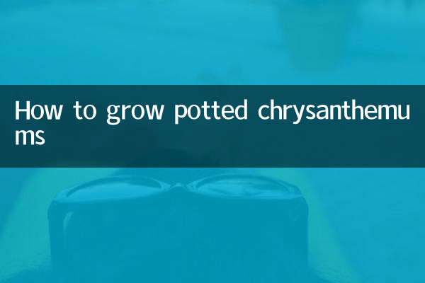 Как вырастить хризантемы в горшках