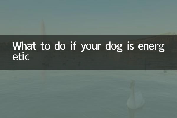 What to do if your dog is energetic