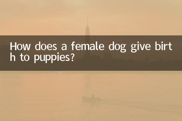 سگ ماده چگونه توله سگ به دنیا می آورد؟