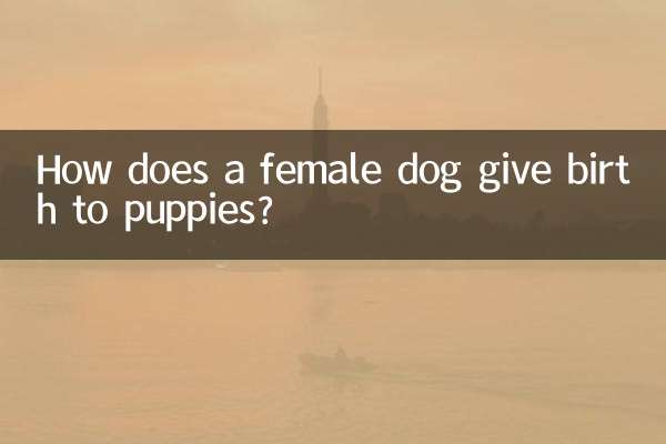 سگ ماده چگونه توله سگ به دنیا می آورد؟