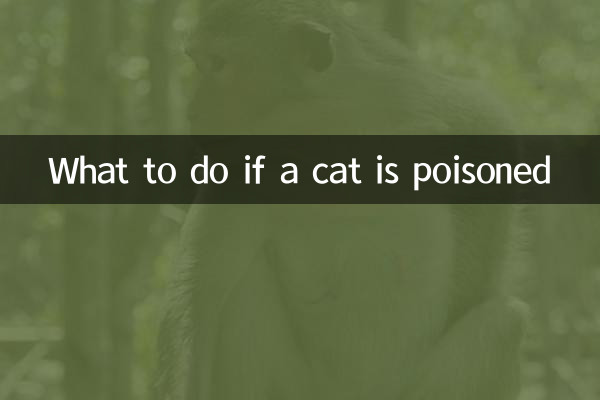O que fazer se um gato for envenenado
