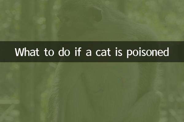 O que fazer se um gato for envenenado