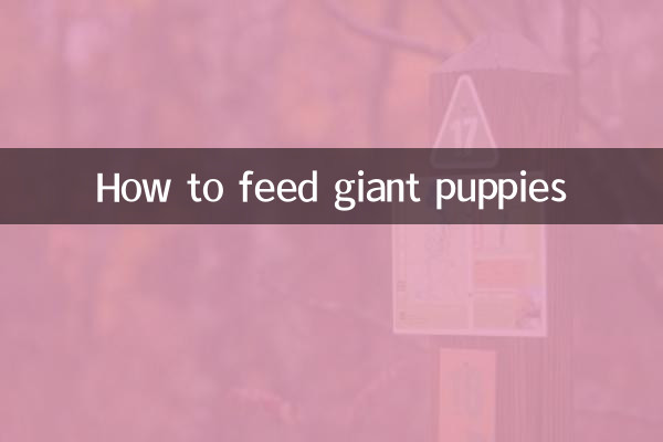 巨贵幼犬怎么喂