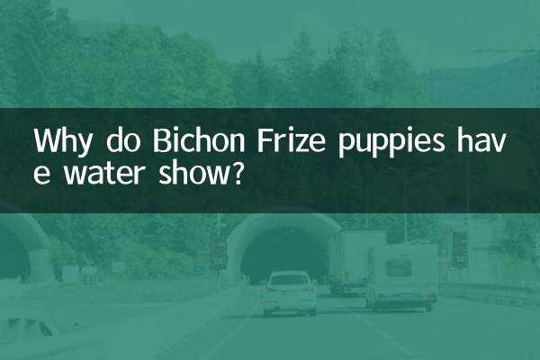 Warum haben Bichon Frise-Welpen eine Wassershow?