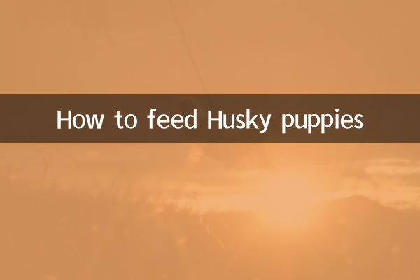 How to feed Husky puppies