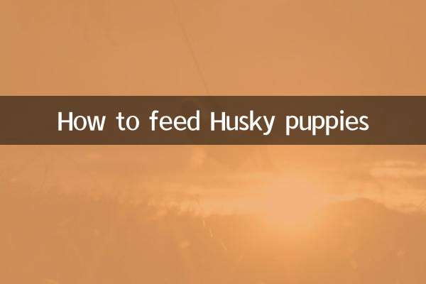 How to feed Husky puppies