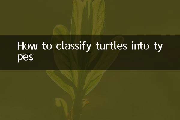 乌龟怎么分种类