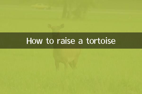 كيفية تربية السلحفاة