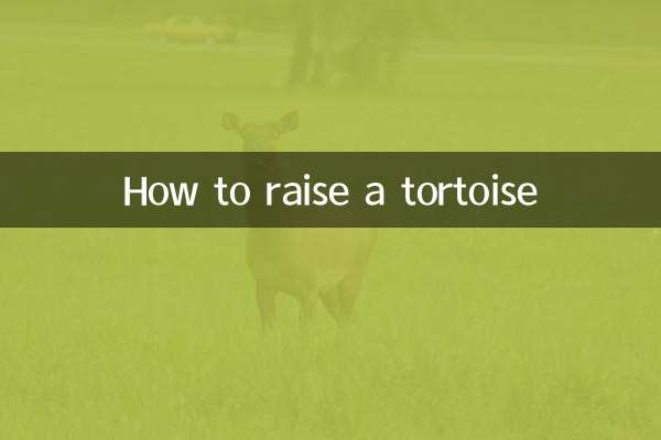 كيفية تربية السلحفاة