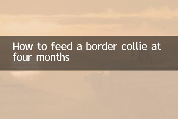 Как кормить бордер-колли в четыре месяца