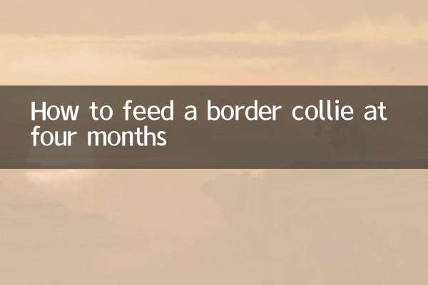 生後4ヶ月のボーダーコリーに餌を与える方法