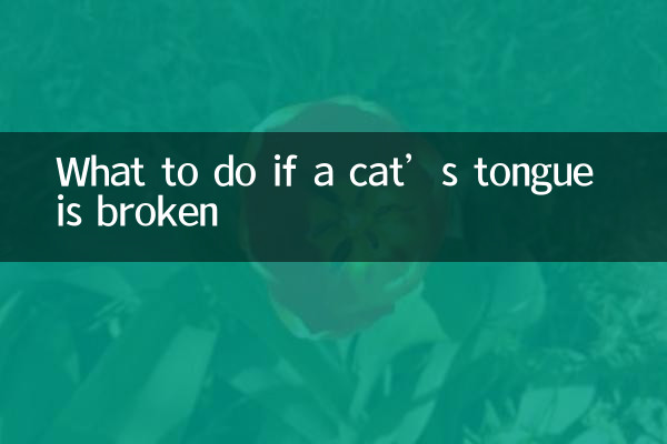 貓舌頭斷了怎麼辦