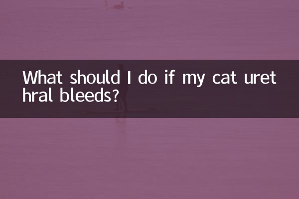 What should I do if my cat urethral bleeds?