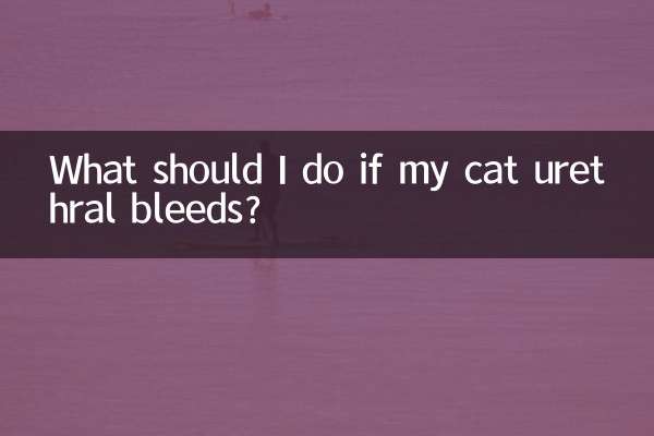 What should I do if my cat urethral bleeds?