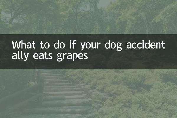 O que fazer se seu cachorro comer uvas acidentalmente